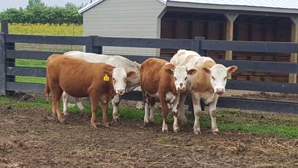 BUCKINGHAM'S-BEEFALO-for-sale