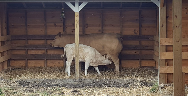 mother-beefalo-feeding-her-baby-beefalo-2