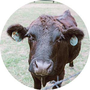 beefalo-headshot